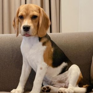Cachorro Beagle
