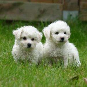 Cachorro Bichón Frisé