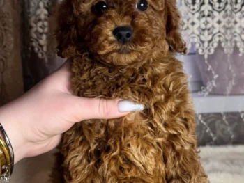 Ann- miniatura Hembra