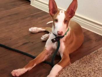 Cachorro Ibiza hound