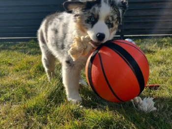 Cachorros Pastor Australiano