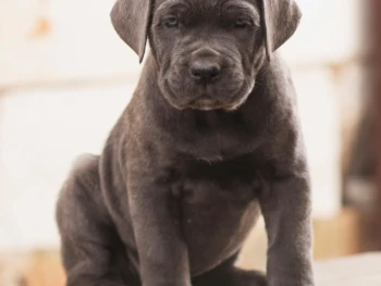 Cachorro Cane Corso