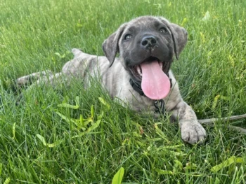 Cachorro Presa canario
