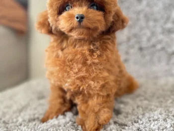 Cynthia – estándar Hembra