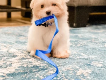 Cachorro Maltese