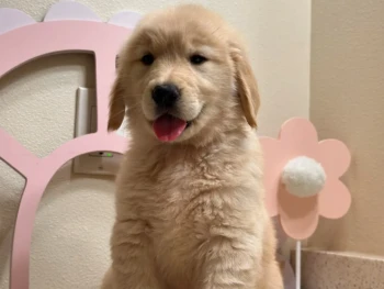 Cachorro Golden Retriever