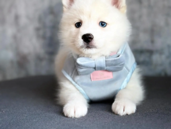 Cachorros Pomsky