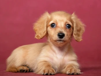 Cachorro Dachshund
