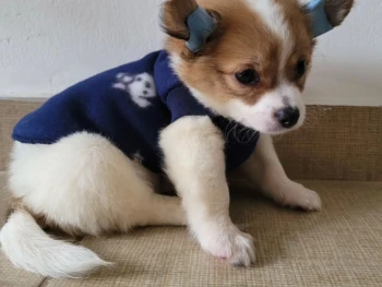 Bradley (Cabello largo) – Macho